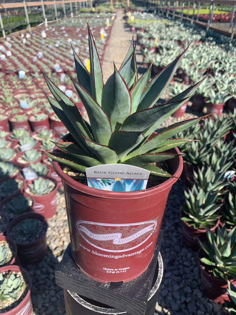 Agave Blue Glow - 1 Gallon