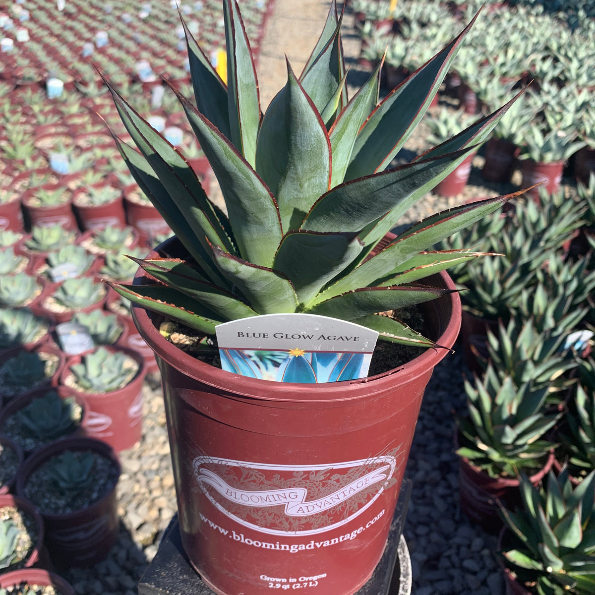 Agave Blue Glow - 1 Gallon — Blooming Junction