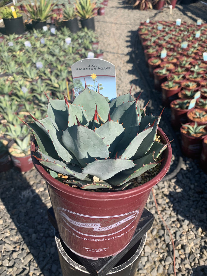 Agave parryi JC Raulston - 1 Gallon