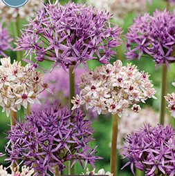 Allium Starlight Blend Bulbs - 6 Pack