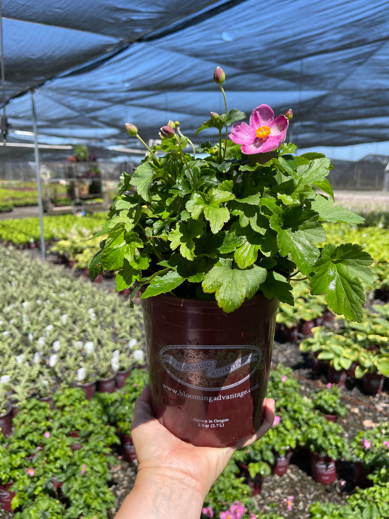 Anemone Fantasy Jasmine - 1 Gallon
