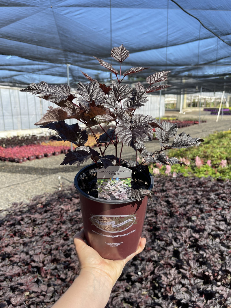 Astilbe Chocolate Shogun - 1 Gallon