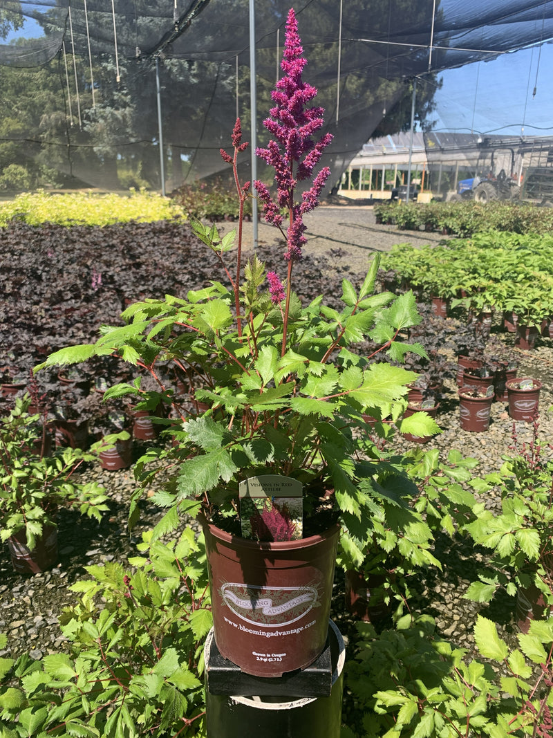 Astilbe Visions in Red - 1 Gallon