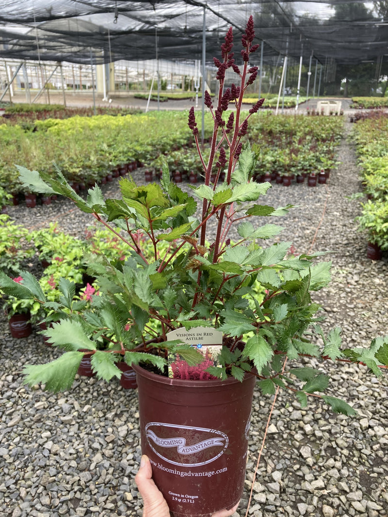 Astilbe Visions in Red - 1 Gallon