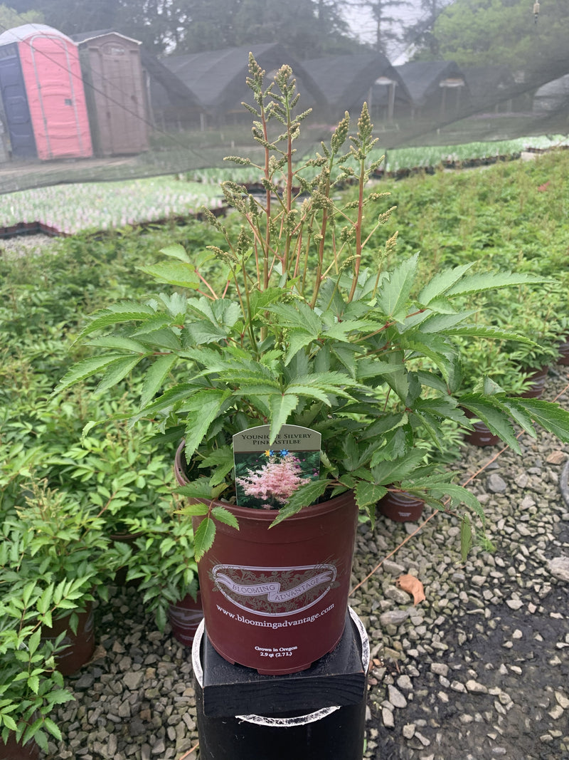 Astilbe Younique Silvery Pink - 1 Gallon