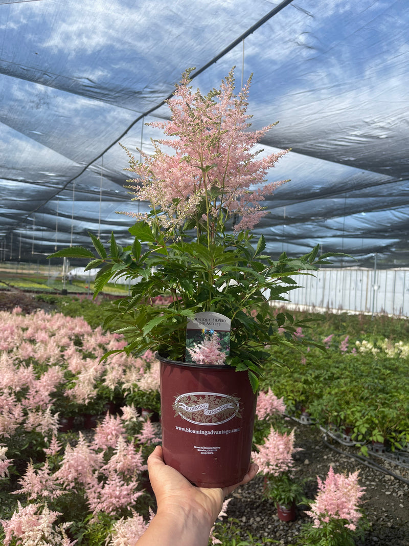Astilbe Younique Silvery Pink - 1 Gallon