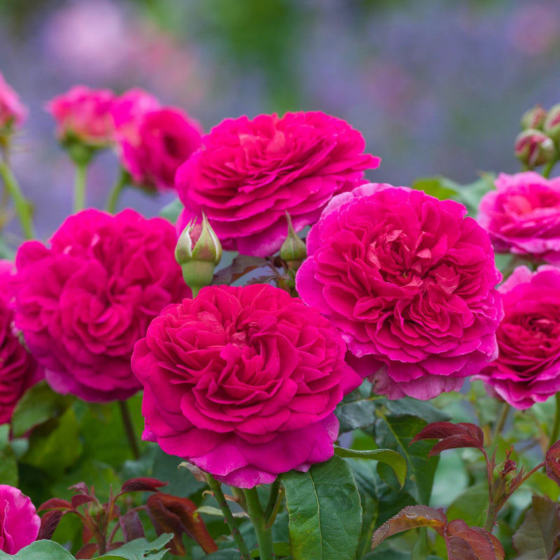 Rose David Austin Gabriel Oak Rose Bare Root Own Root