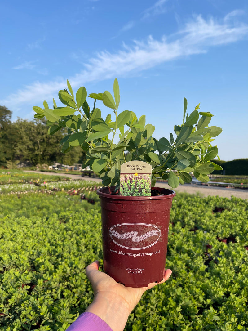 Baptisia Royal Purple - 1 Gallon