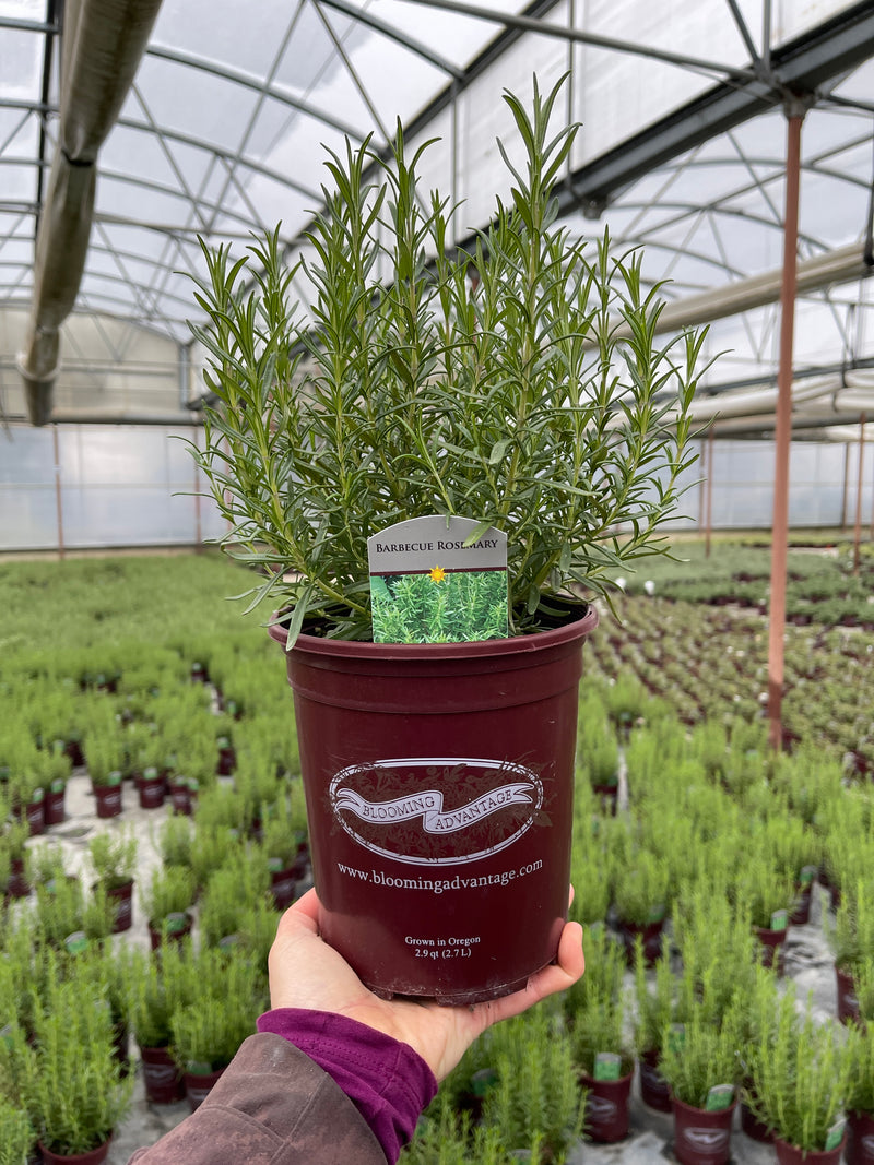 Rosemary Barbecue - 1 Gallon