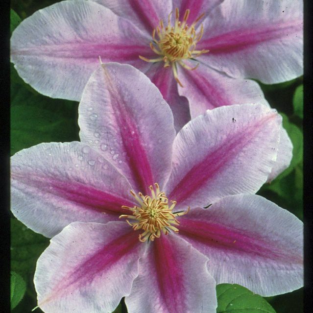 Clematis Bees Jubilee - 1 Gallon