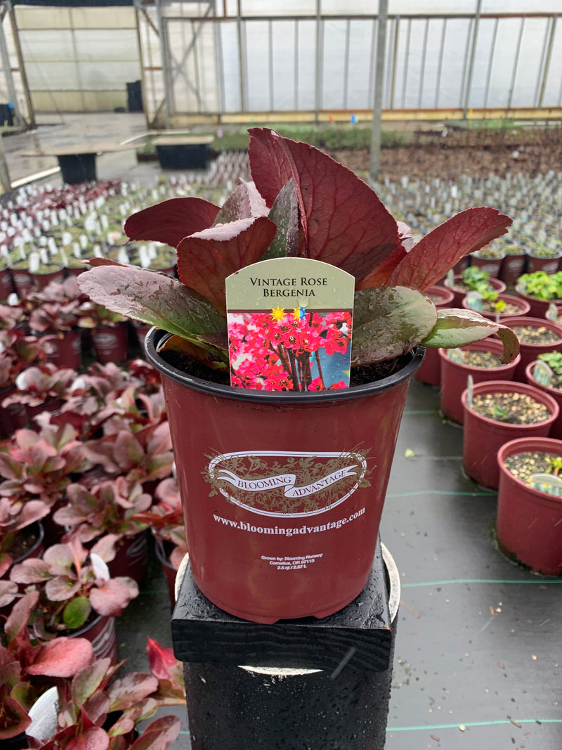 Bergenia Vintage Rose - 1 Gallon