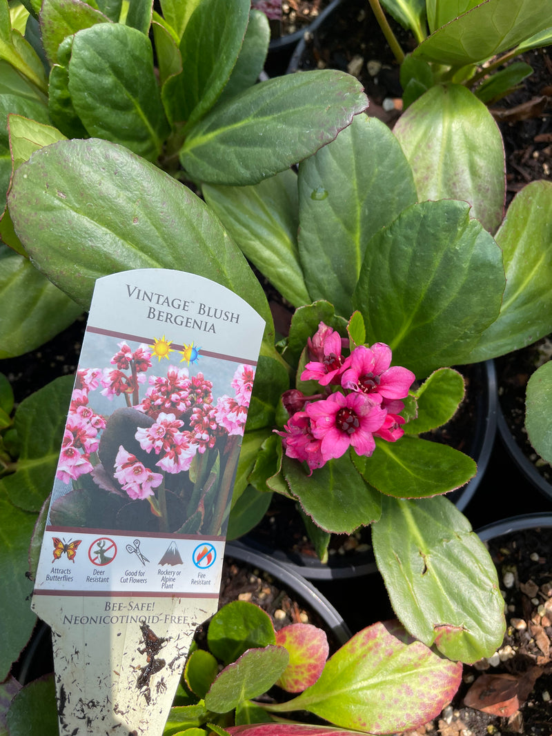 Bergenia Vintage Rose - 1 Gallon