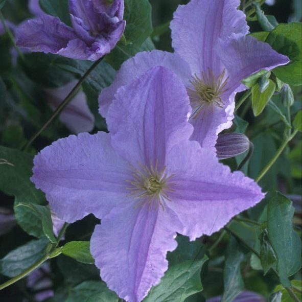 Clematis Blue Angel - 1 Gallon