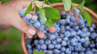 Blueberry U-Pick Blueberries farm fresh 