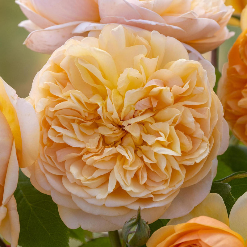 Rose David Austin Bring Me Sunshine Bare Root