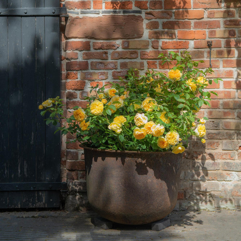 Rose David Austin Bring Me Sunshine Bare Root