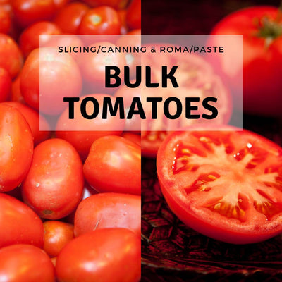 Farm fresh tomato bulk tomatoes