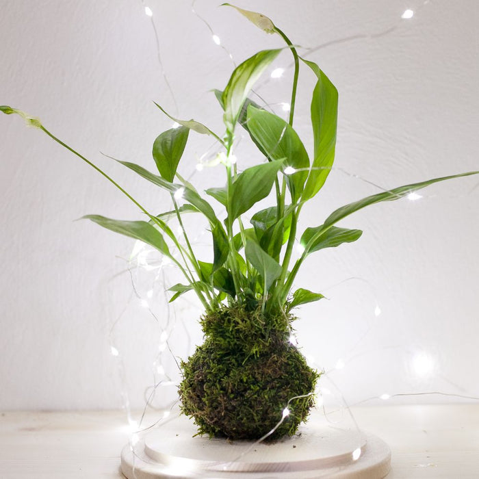 WORKSHOP: Kokedama Japanese Moss Ball