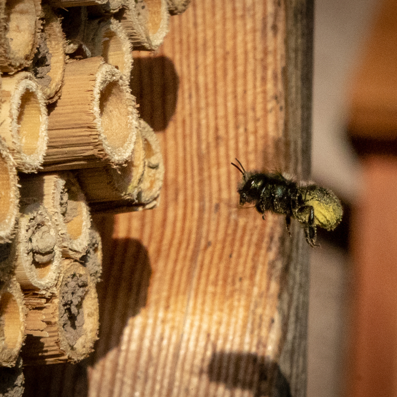 WORKSHOP: Mason Bees Spring Care 101