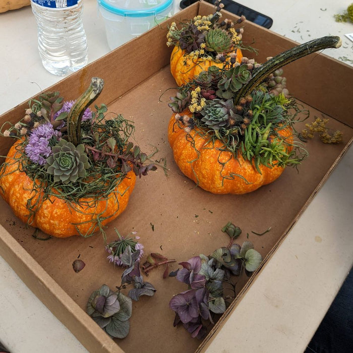 WORKSHOP Decorating Succulent Pumpkins