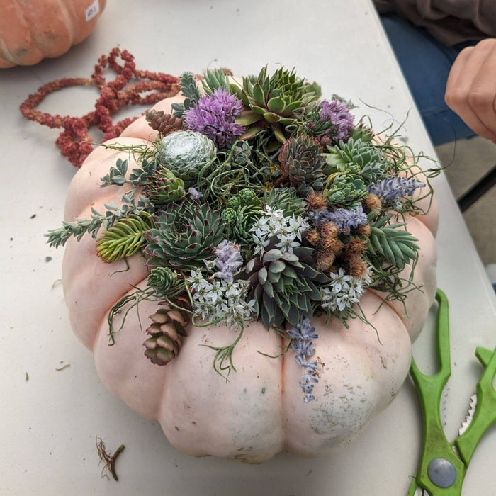 WORKSHOP Decorating Succulent Pumpkins