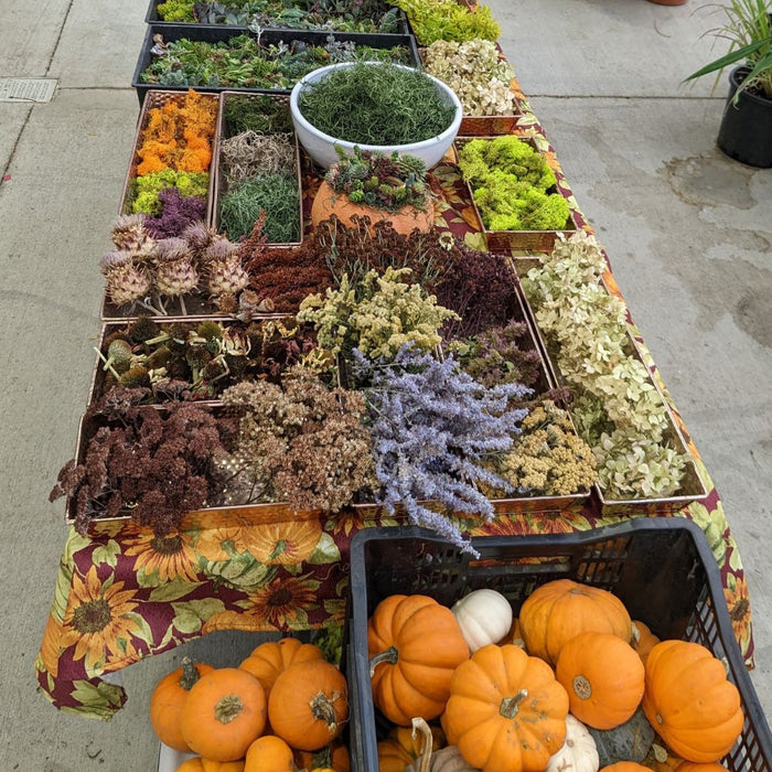 WORKSHOP Decorating Succulent Pumpkins