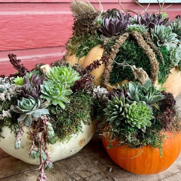 WORKSHOP Decorating Succulent Pumpkins