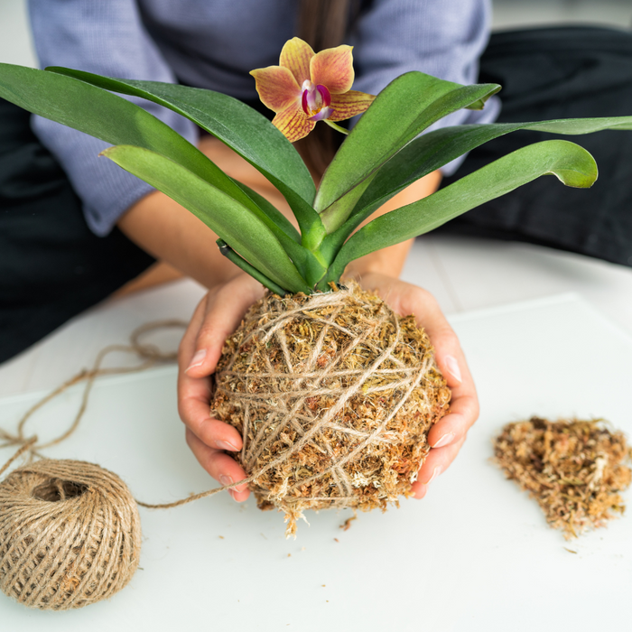 WORKSHOP: Kokedama Japanese Moss Ball