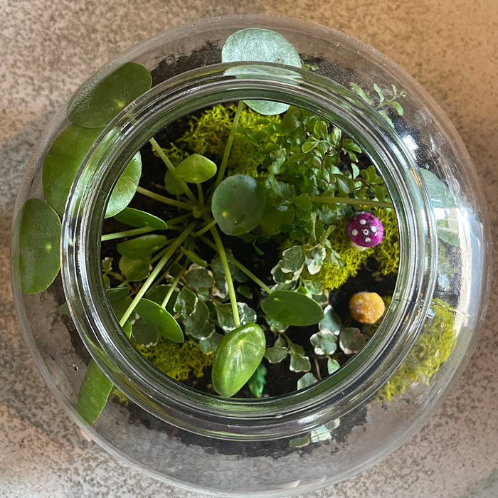 WORKSHOP Terrarium Creation