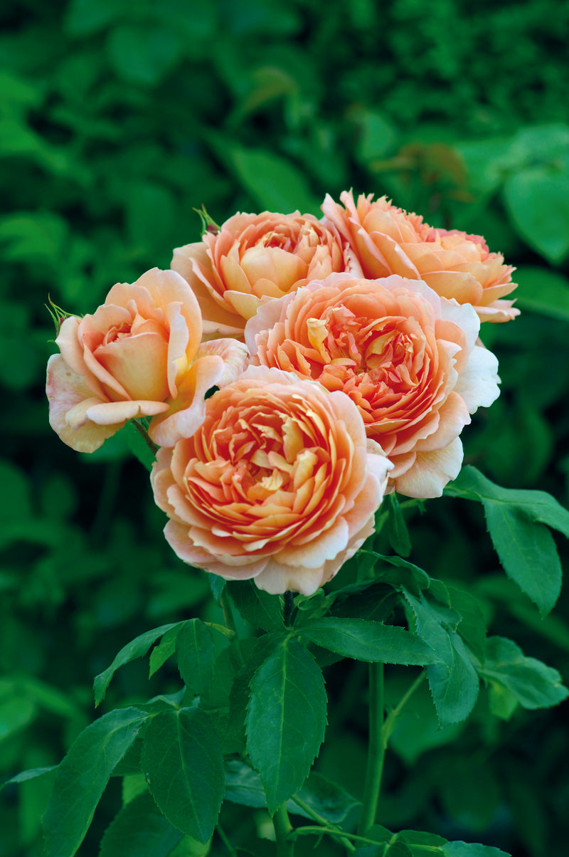 Rose David Austin Carding Mill Bare Root