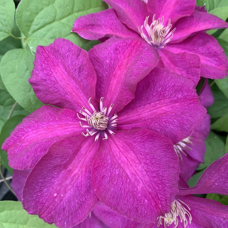Clematis Cardinal Wyszynski - 1 Gallon