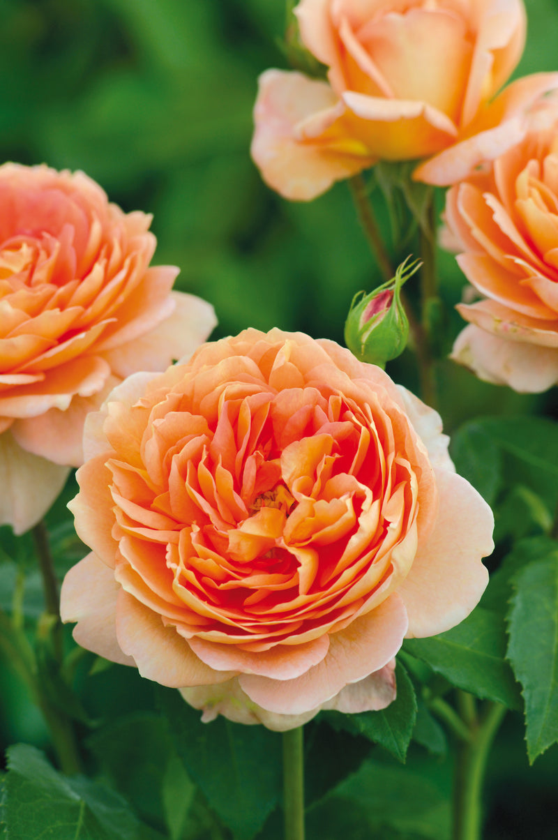 Rose David Austin Carding Mill Bare Root