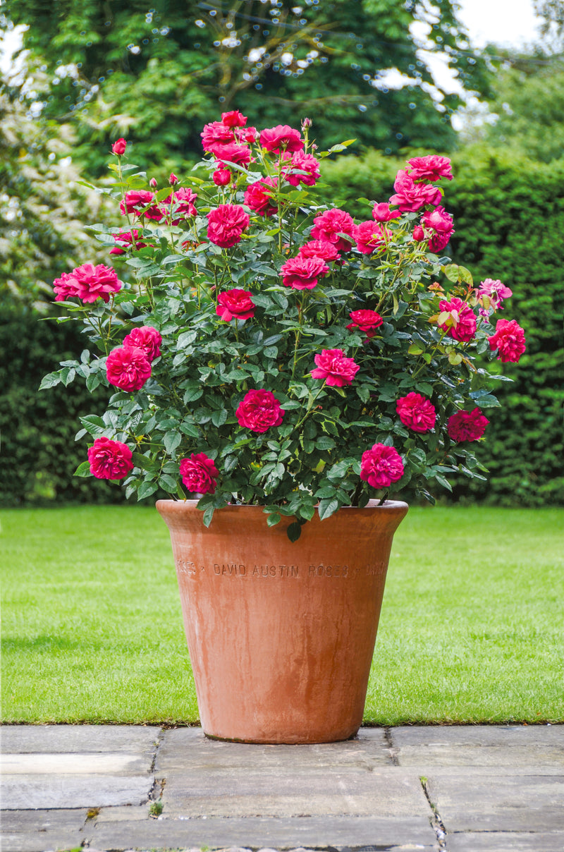 Rose David Austin Darcey Bussell Bare Root
