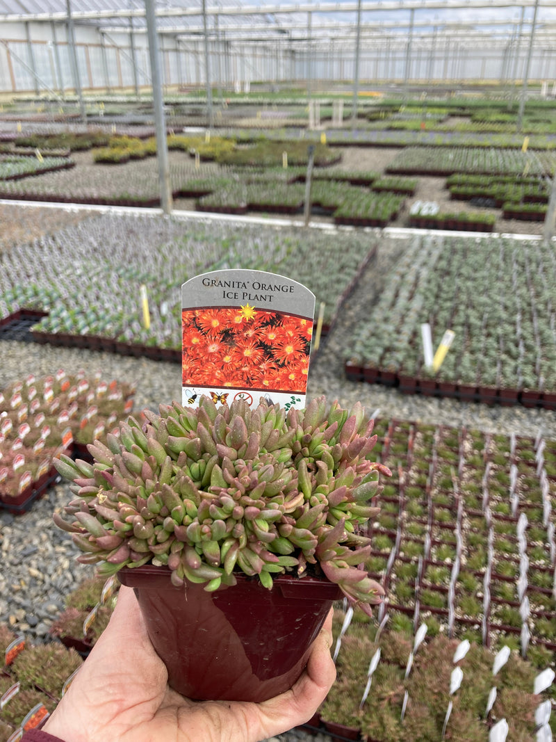 Delosperma Granita Orange Ice - 3.5"
