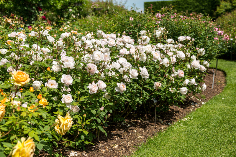Rose David Austin Desdemona Rose Bare Root