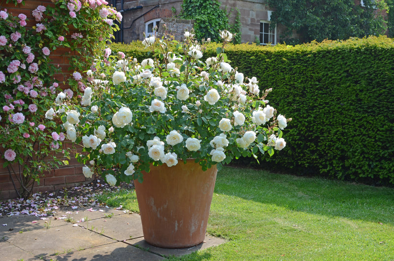 Rose David Austin Desdemona Rose Bare Root