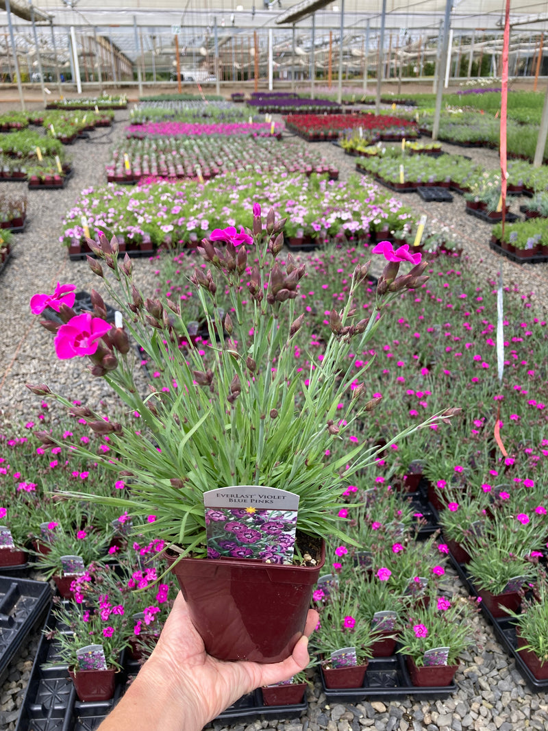 Dianthus Everlast Violet Blue - Quart