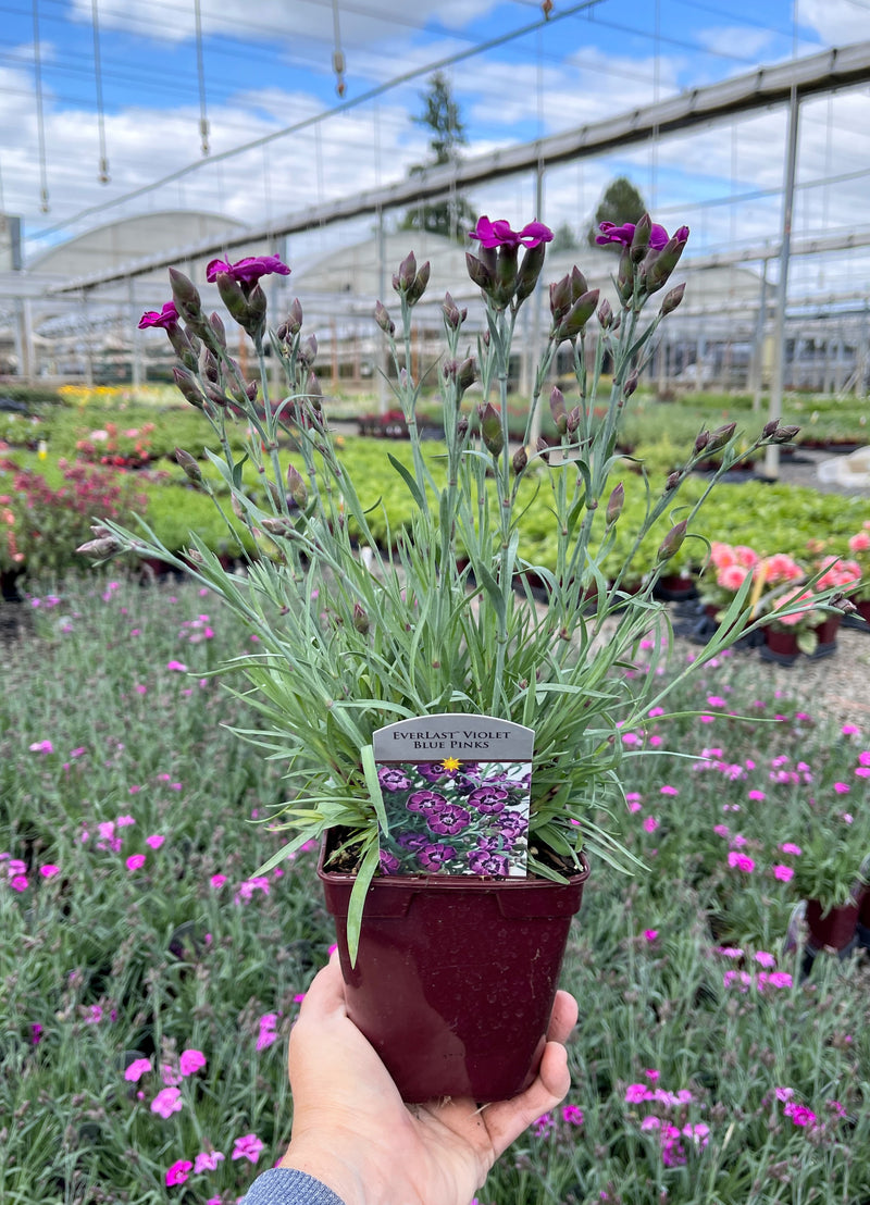 Dianthus Everlast Violet Blue - Quart