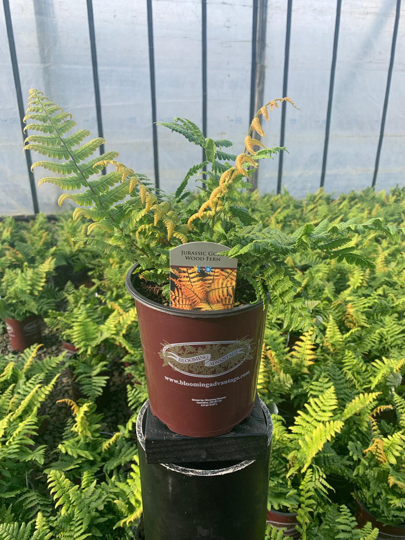 Fern Jurassic Gold - 1 Gallon