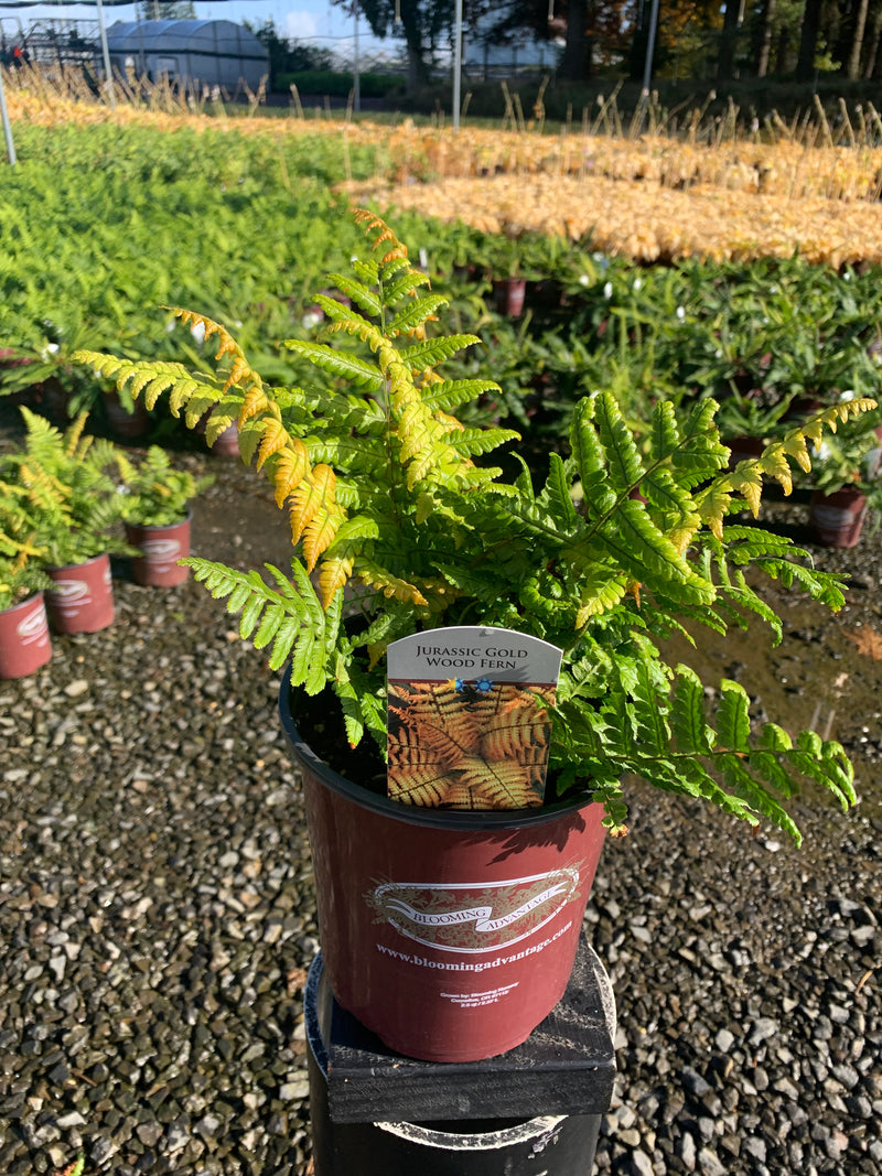 Fern Jurassic Gold - 1 Gallon