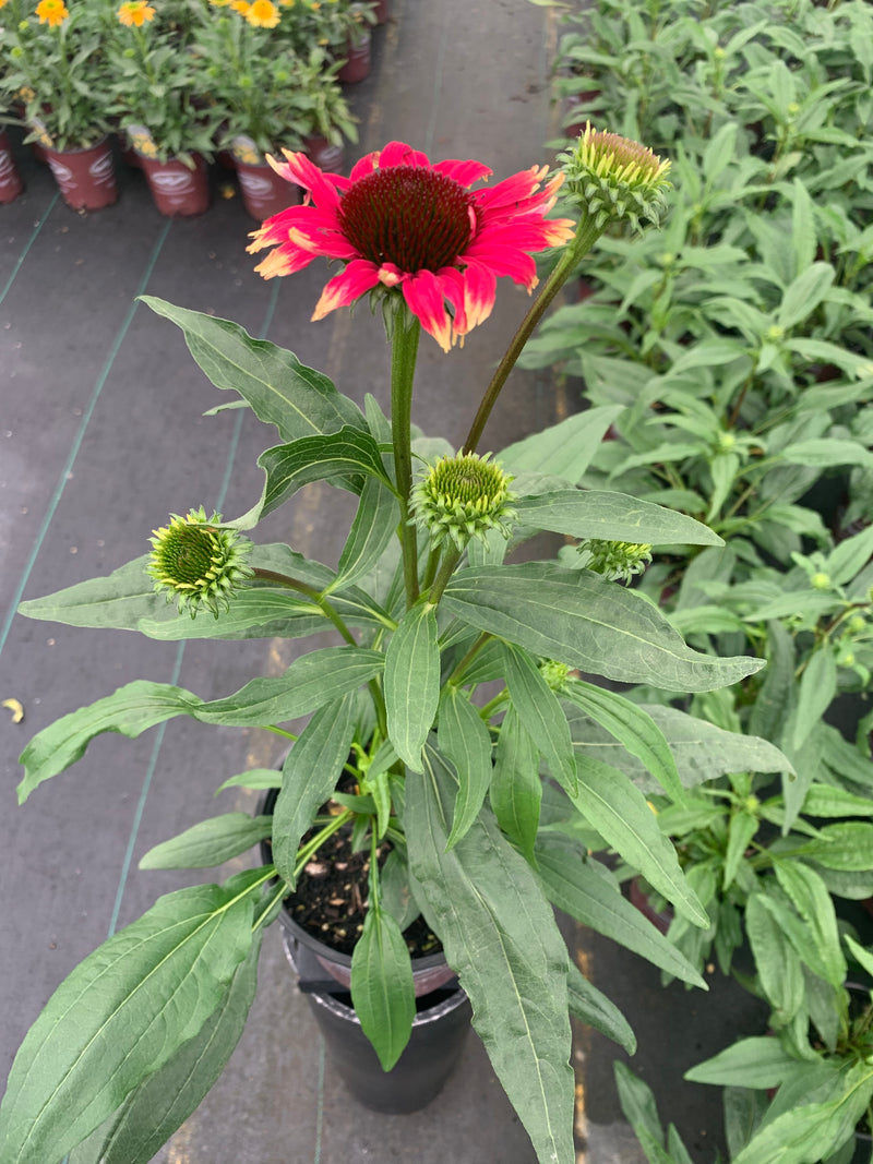Echinacea Playful Meadow Mama - 1 Gallon