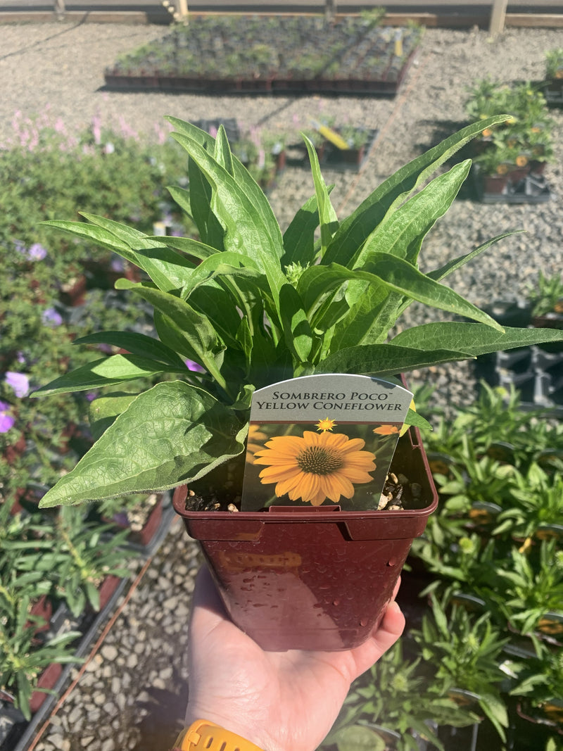 Echinacea Sombrero Poco Yellow - Quart