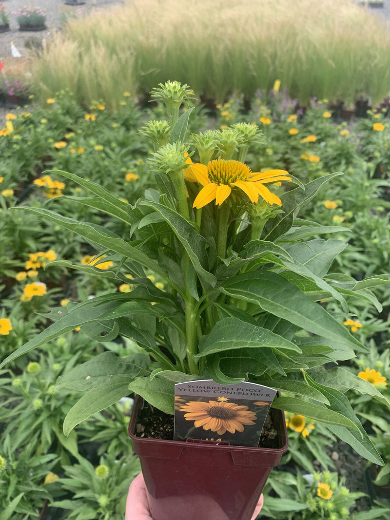 Echinacea Sombrero Poco Yellow - Quart