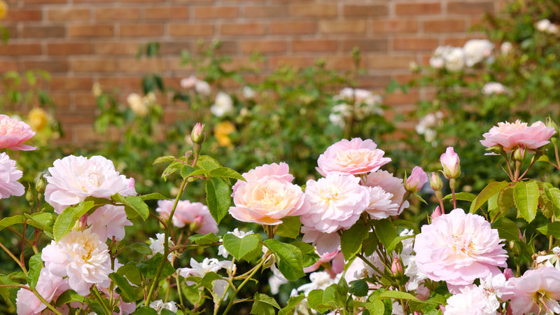 Rose David Austin Elizabeth Bare Root