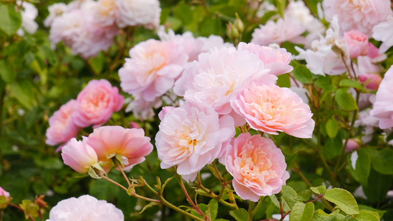 Rose David Austin Elizabeth Bare Root