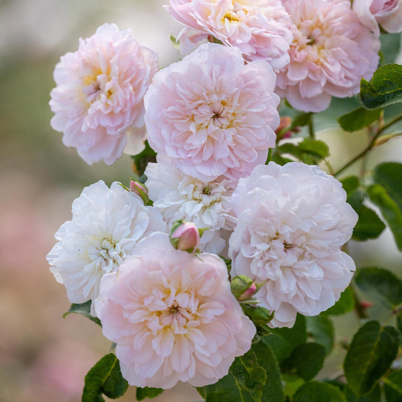 Rose David Austin Elizabeth Bare Root
