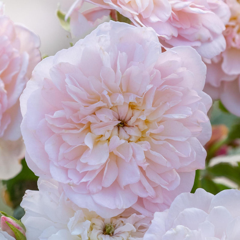 Rose David Austin Elizabeth Bare Root