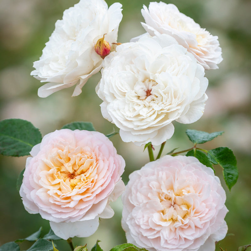 Rose David Austin Emily Bronte Bare Root Own Stock