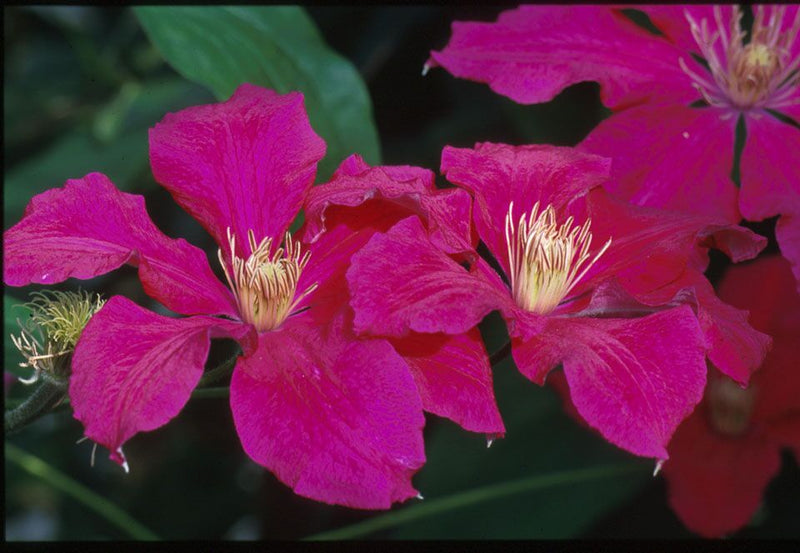 Clematis Ernest Markham - 1 Gallon