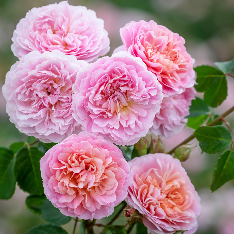 Rose David Austin Eustacia Vye Bare Root
